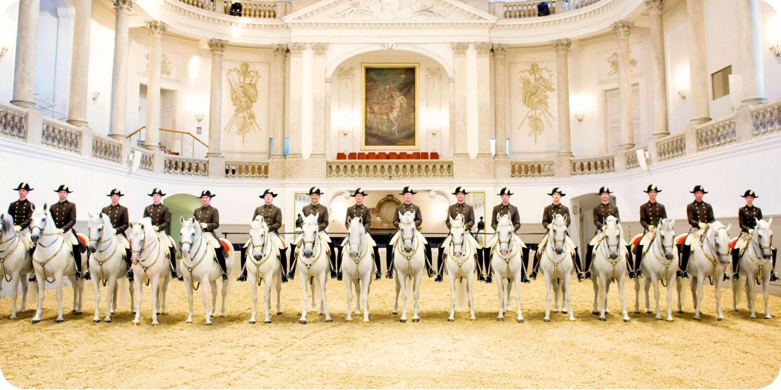 Afbeeldingsresultaat voor Vienna lippizaner