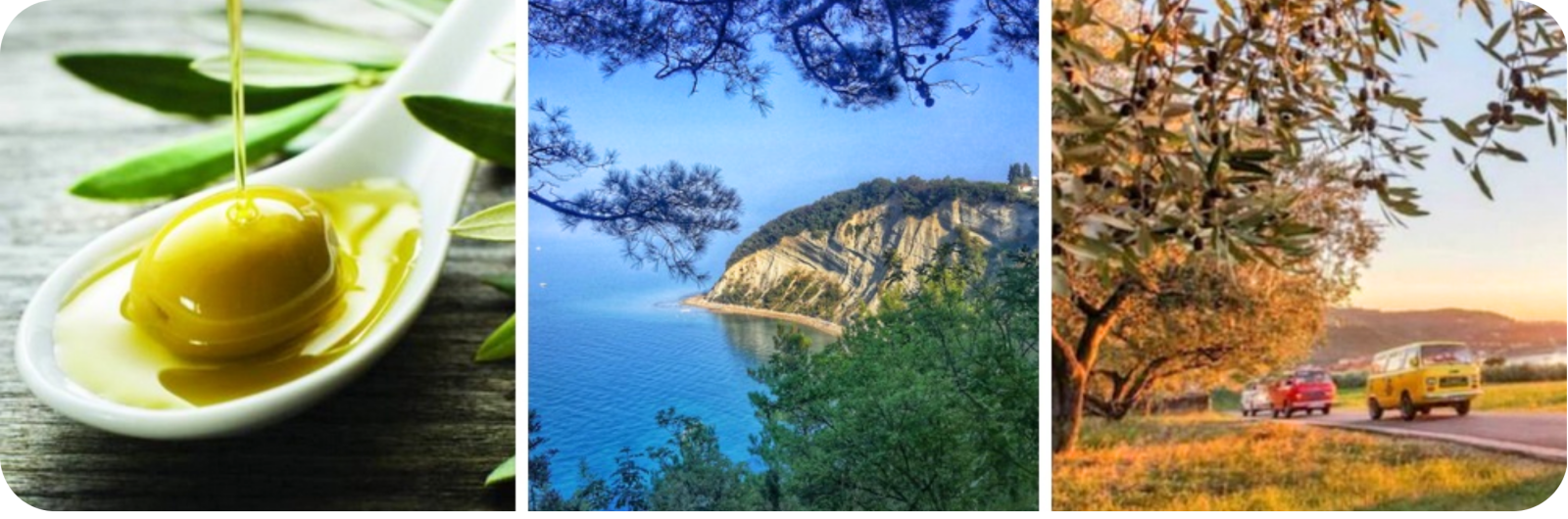 Olive grove tour in Slovenia - Taste the exquisite Istrian oil | Ekorna