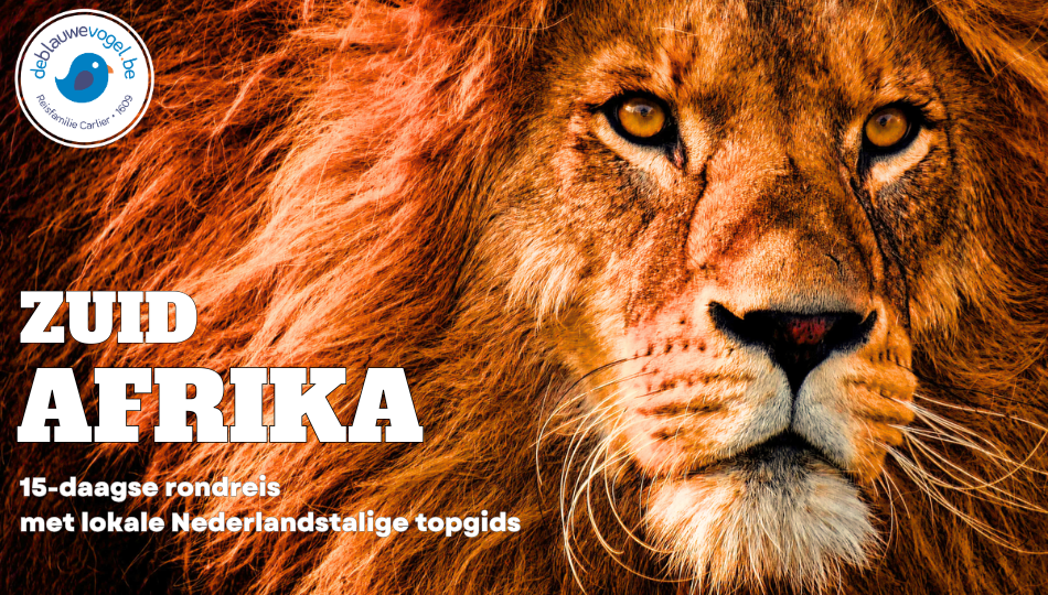 Afbeeldingen resultaat voor safari zuid-afrika