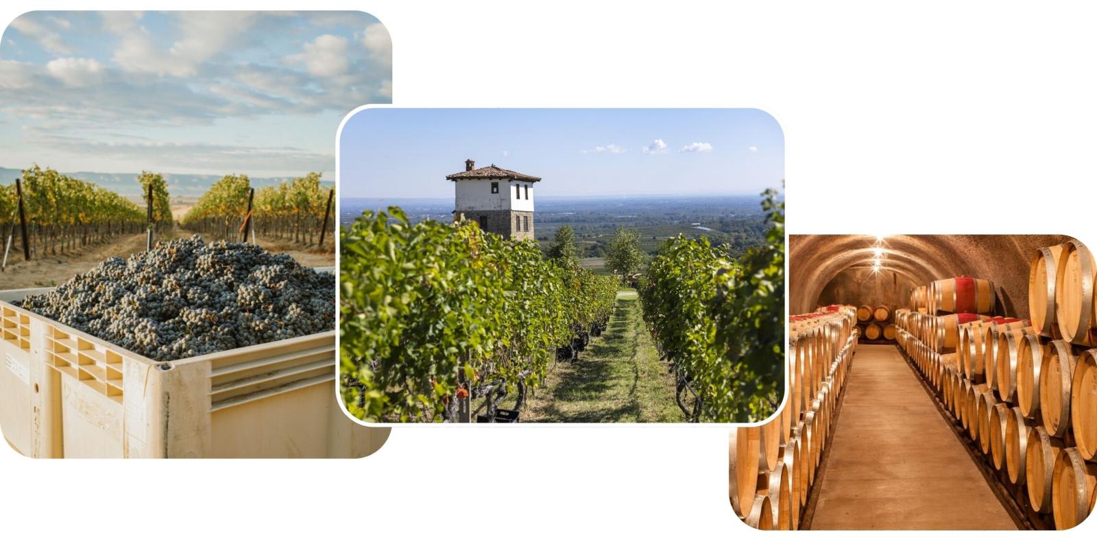 Naoussa Wine Region, Greece - The Wine Beat